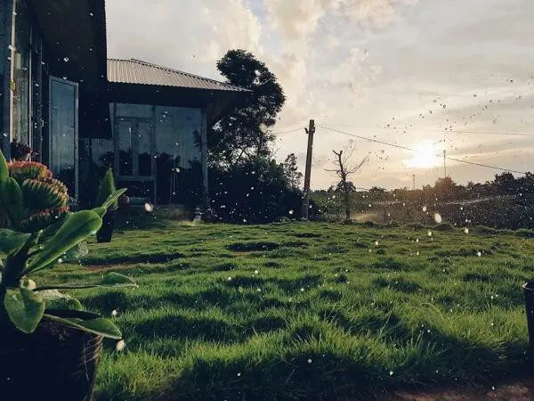 Cốm Homestay – Tổ Ấm Ngọt Ngào Nơi Núi Rừng Tây Nguyên